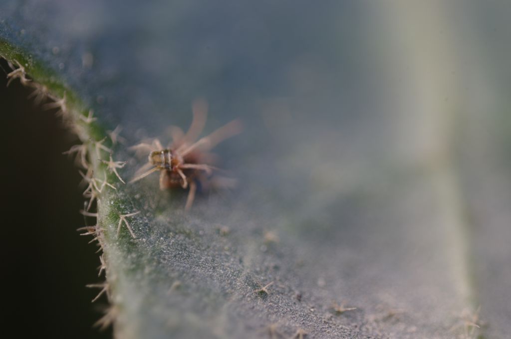 Acari su foglie di edera: cfr.  Tetranychidae - Rende (CS)